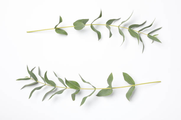 istock Eucalyptus branches with fresh leaves on white background, top view 1449082480