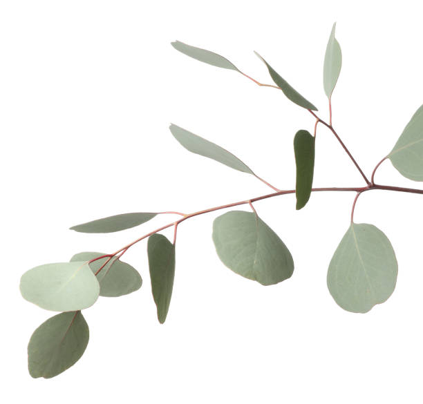 istock Eucalyptus branch with fresh leaves isolated on white 1449082526