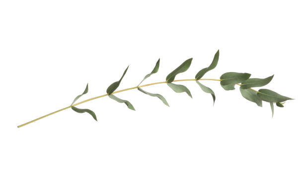 istock Eucalyptus branch with fresh leaves isolated on white 1449082530