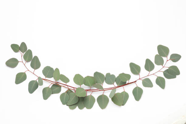 istock Eucalyptus branches with fresh leaves on white background, top view 1449082551