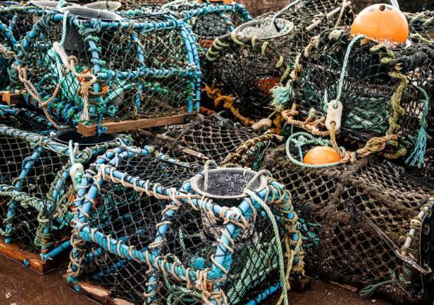 istock Lobster pots drying in the harbor at Shaldon, Devon 1449083726