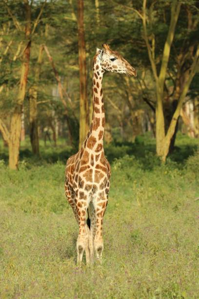 istock Vertical view of a Northern giraffe  before the trees on a sunny day 1449084226