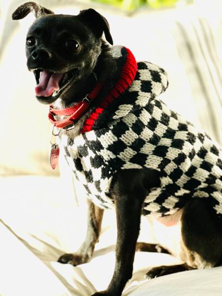 Ruby Chugs 30+ Chug Dog Stock Photos, Pictures & Royalty-Free Images - iStock