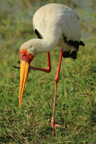 istock Vertical close-up view of a Yellow-billed stork perching on the grass 1449090301