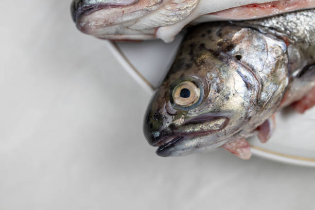 Trout Orleans,  Creole cuisine close up