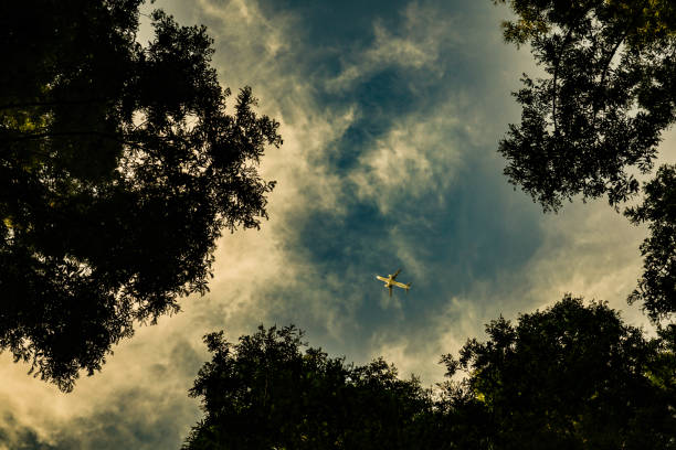 istock Metasequoia tree and airplane 1449090737