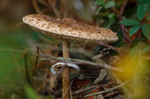 An edible parasol mushroom in the forest