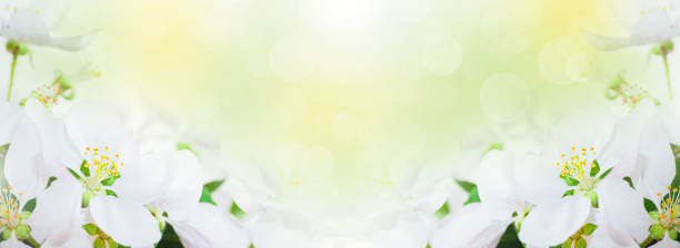 istock Springtime. White cherry tree blooming flowers. White background. Spring flowers background, greeting card, banner, frame, border. 1449091539