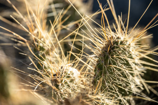 istock Narrow Focus of Cactus Needles In Death Valley 1449091605