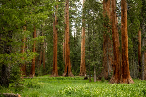 istock Peaceful Evening in Round Meadow in Sequoia 1449094070