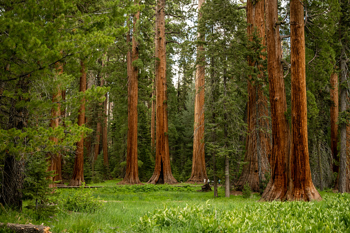 Peaceful Evening in Round Meadow in Sequoia National Park