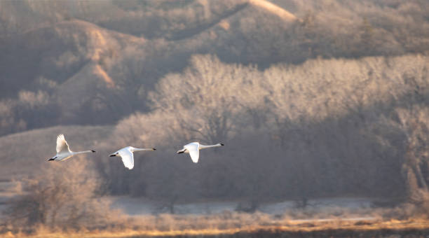 December Trumpeter Swans in flight in Missouri stock photo
