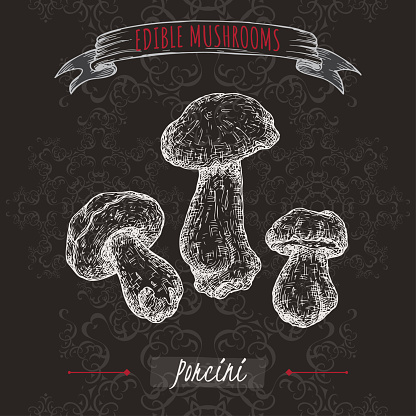 Boletus edulis aka porcini mushroom sketch on black background. Edible mushrooms series. Great for cooking, traditional medicine, gardening.