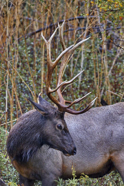 Graceful turn of elk head and antlers stock photo