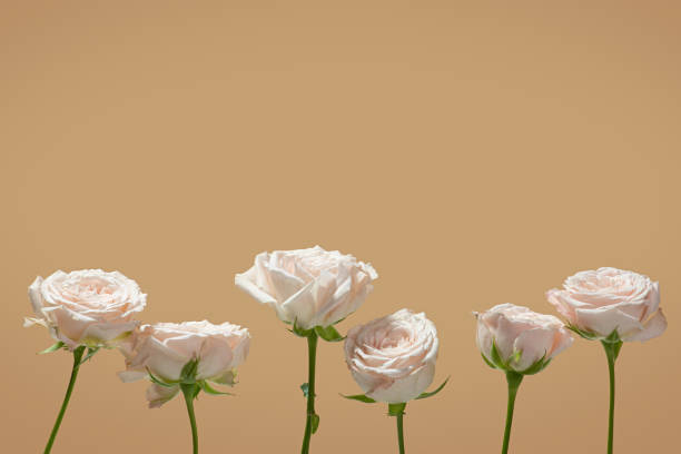 istock Beige background with pink roses 1449098785