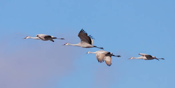 A Flying Flock of Sandhill Cranes