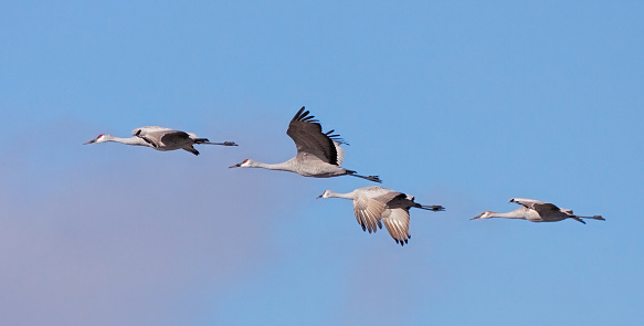 A flock of sandhill cranes flying in the blue sky