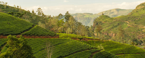 istock Tea green field in Sri Lanka 1449100127