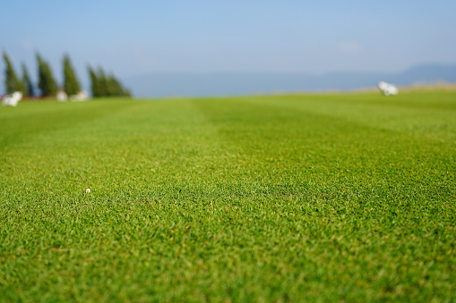 Field of summer green grass with golf course background