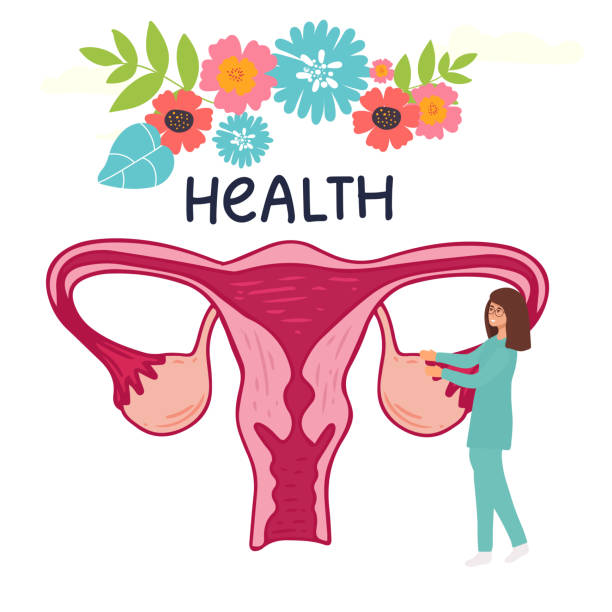 istock Female menstrual cycle. landing page Female doctor tracking menstrual cycle. Vector illustration of female reproductive system 1449100477