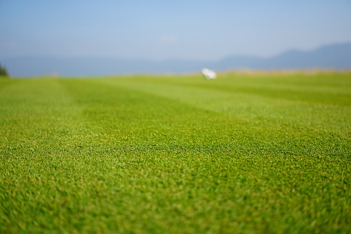 Field of summer green grass with golf course background