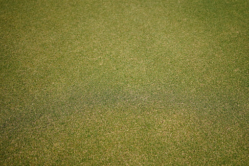 Field of summer green grass with golf course background