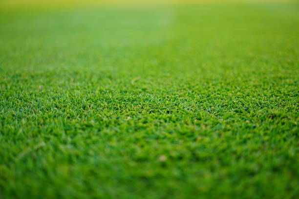 fresh green grass for golf course - leafy greens imagens e fotografias de stock