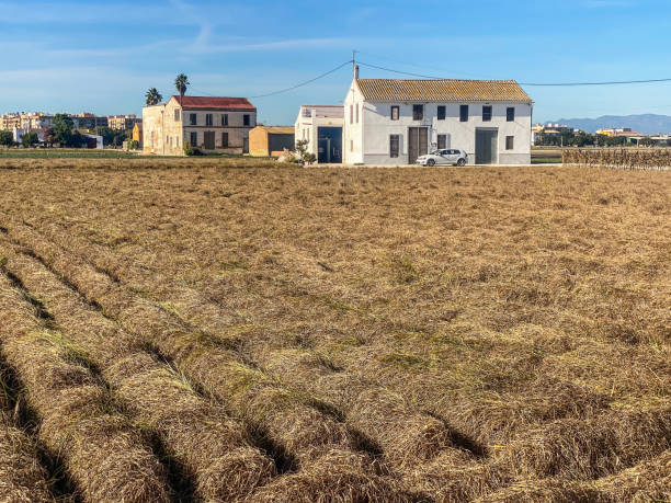 View of local farmer's orchard with dried pastures in the district of Alboraya in the Valencian Community, Spain