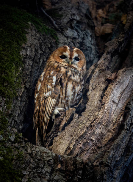 istock Beautiful tawny owl (Strix aluco) 1449102322