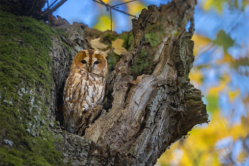 Beautiful tawny owl (Strix aluco) sitting in an oak tree in autumn.