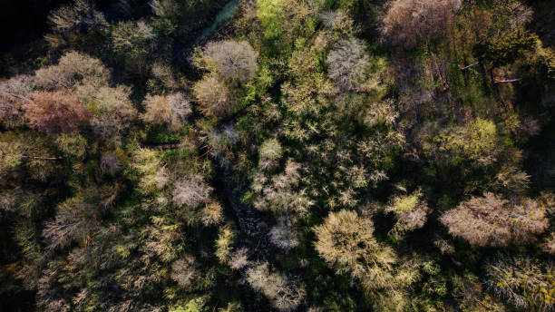 istock Drone photo of mixed forest, countryside view from above, riverbed, river 1449102936