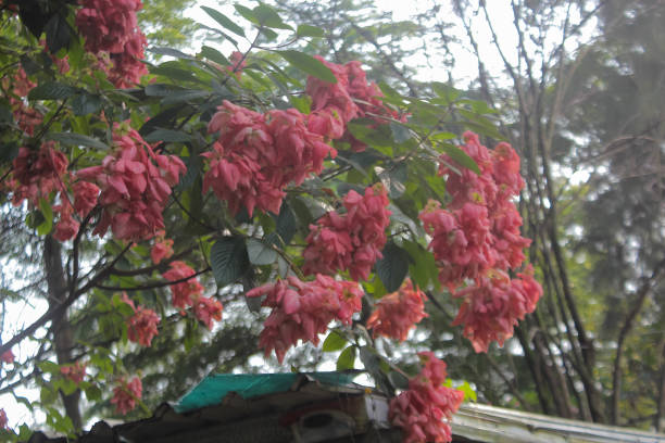 Photo of the Pink Mussaenda Flower plant Photo of the Pink Mussaenda Flower plant, taken from a close-up angle mussaenda stock pictures, royalty-free photos & images