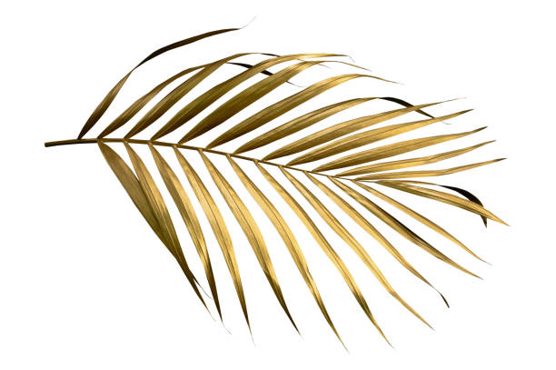 istock leaves of palm Gold color tree on white background. 1449105384