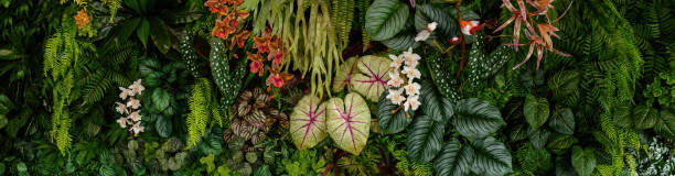 istock Dark green leaves in the park background image,Panorama 1449105387
