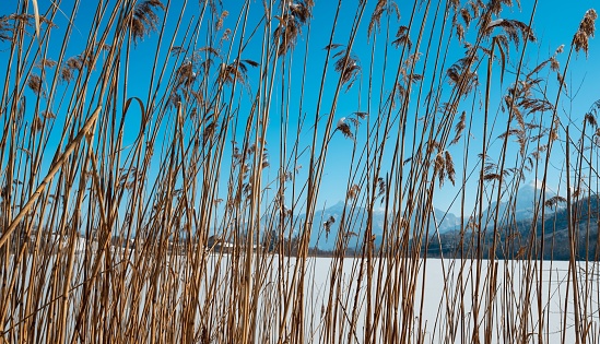 A closeup shot of reeds on the lake with blue sky in background