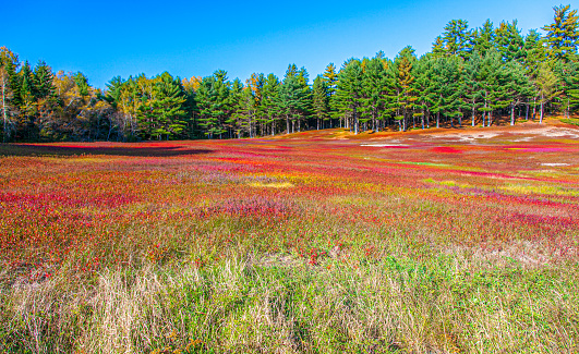 Fall Color Foliage Hits Maine