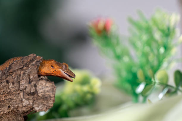 Crested gecko in the studio stock photo