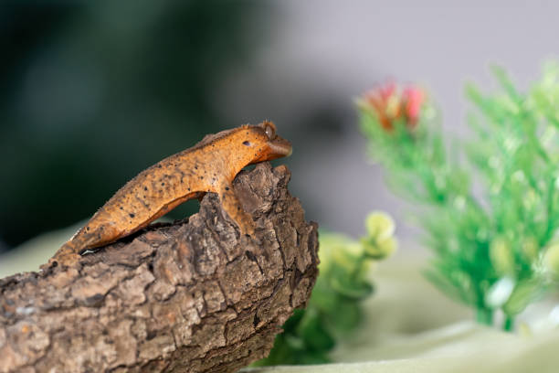 Crested gecko in the studio stock photo