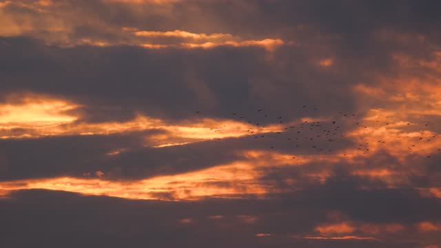 Migratory birds fly in dark pink clouds at sunset. Beautiful orange sunset.