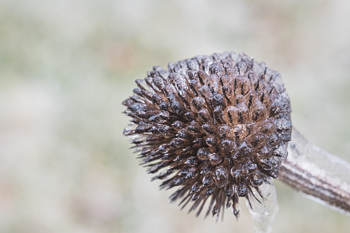 a cone flower after the petals have fallen and ice clings to it