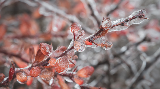 The branch of a barberry shrub covered in ice