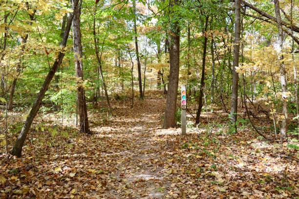 istock Autumn Hike in the Woods 1449117813