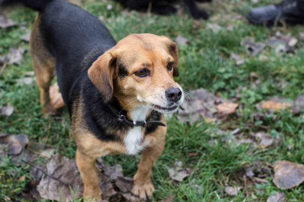 istock Small dog in winter time 1449119125