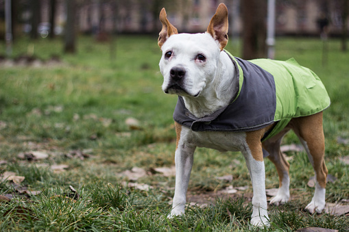 Portrait of a senior dog wearing a grey green coat. Walking in city park, autumn/winter