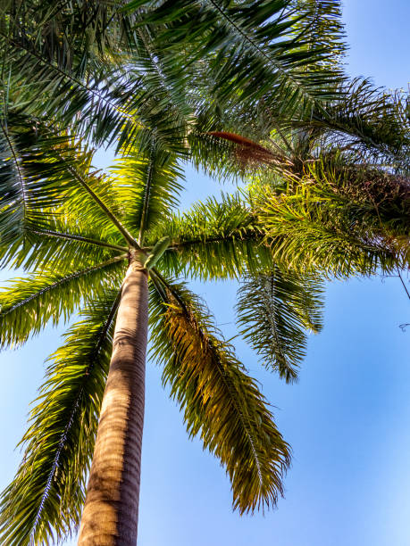 istock Palmera en Canarias 1449119386