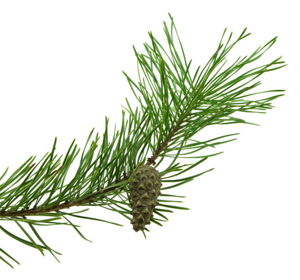 istock Branches of fragrant pine, isolated on white background without shadow. Close-up. 1449119689