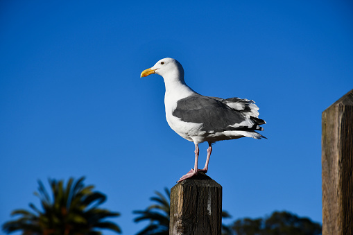 Western gull (Larus occidentalis) in San Francisco, California.