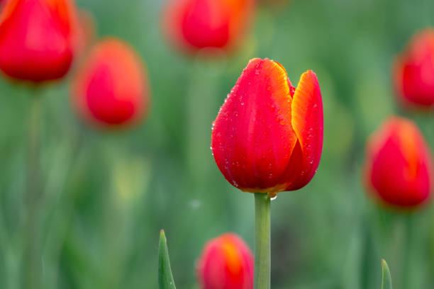 istock selective focus on red flower with water drops. the background is blurred 1449124066
