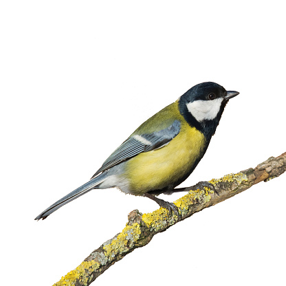 Colorful great tit Parus major perched on a tree , bird isolated on white background