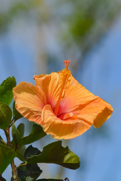 istock Yelloe wild Flower 1449124915